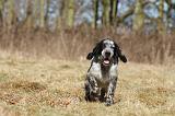 SETTER ANGLAIS 012